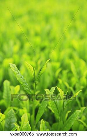 Stock Photography - Tea leaves. Fotosearch
