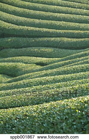 Tea plantation at morning, Nara Prefecture View Large Photo Image Stock Photo - Tea plantation at morning, Nara Prefecture. Fotosearch