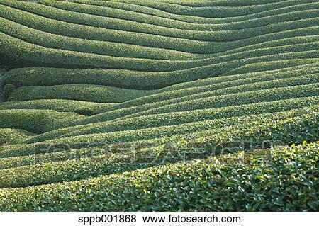 Stock Photo - Tea plantation at morning, Nara Prefecture. Fotosearch