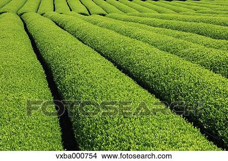 Tea plantation View Large Photo Image Picture - Tea plantation. Fotosearch