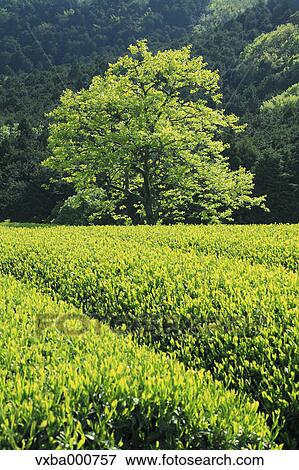 Tea plantation View Large Photo Image Stock Photo - Tea plantation. Fotosearch