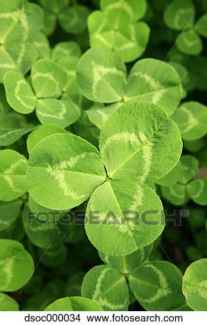 Three-leaf clover View Large Photo Image Picture - Three-leaf clover. Fotosearch
