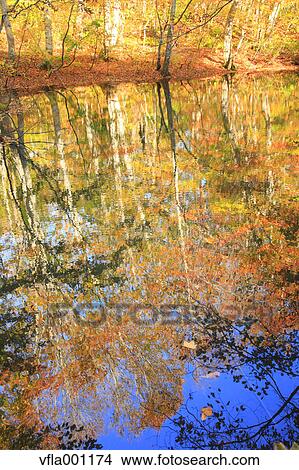 Towada in Autumn, Aomori Prefecture View Large Photo Image Picture - Towada in Autumn, Aomori Prefecture. Fotosearch