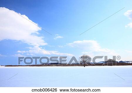 Tree in the snow, Hokkaido View Large Photo Image Stock Photograph - Tree in the snow, Hokkaido. Fotosearch