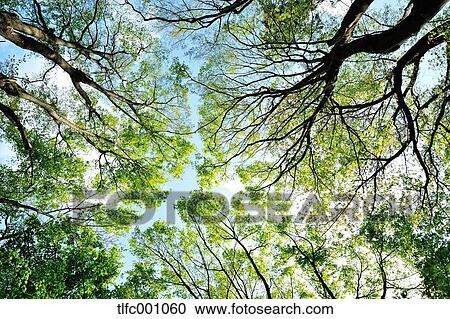 Trees and foliage View Large Photo Image Stock Image - Trees and foliage. Fotosearch