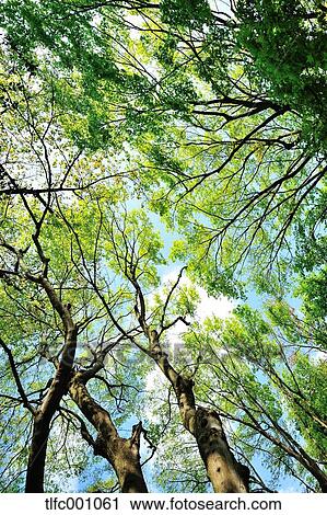 Trees and foliage View Large Photo Image Stock Image - Trees and foliage. Fotosearch