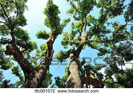 Trees and foliage View Large Photo Image Stock Image - Trees and foliage. Fotosearch
