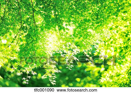 Trees and foliage View Large Photo Image Stock Image - Trees and foliage. Fotosearch