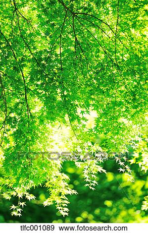 Trees and foliage View Large Photo Image Stock Photo - Trees and foliage. Fotosearch