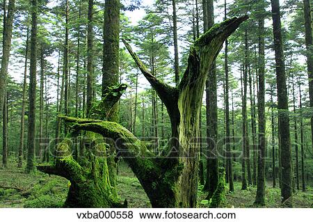 Trees and moss View Large Photo Image Stock Photo - Trees and moss. Fotosearch