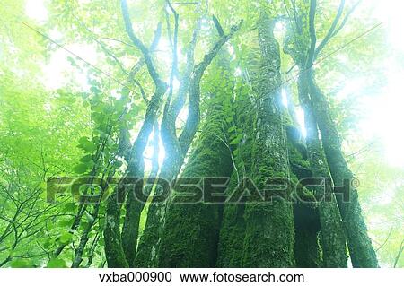 Trees in the fog View Large Photo Image Stock Image - Trees in the fog. Fotosearch