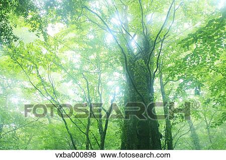 Trees in the fog View Large Photo Image Stock Photo - Trees in the fog. Fotosearch