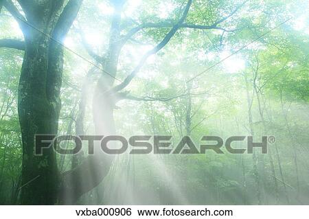 Trees in the fog View Large Photo Image Stock Photograph - Trees in the fog. Fotosearch
