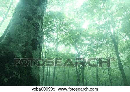Trees in the fog View Large Photo Image Stock Photography - Trees in the fog. Fotosearch