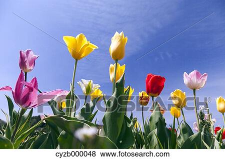 Stock Photo - Tulips and blue sky. Fotosearch