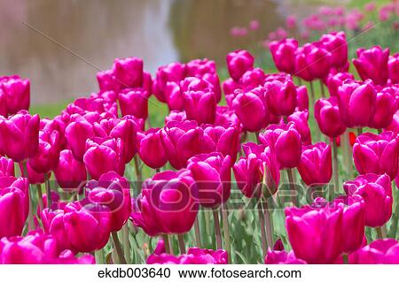 Tulips View Large Photo Image Stock Image - Tulips. Fotosearch