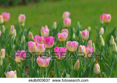 Stock Photo - Tulips. Fotosearch