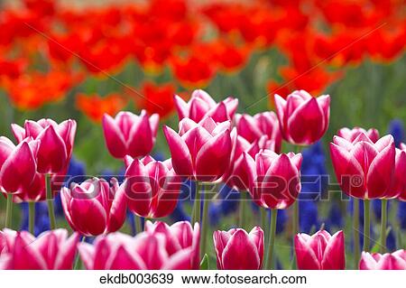 Tulips View Large Photo Image Stock Photo - Tulips. Fotosearch