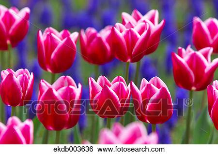 Tulips View Large Photo Image Stock Photograph - Tulips. Fotosearch
