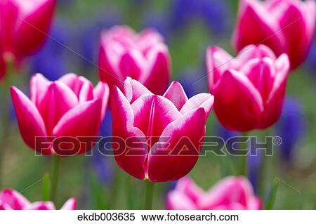 Tulips View Large Photo Image Stock Photography - Tulips. Fotosearch