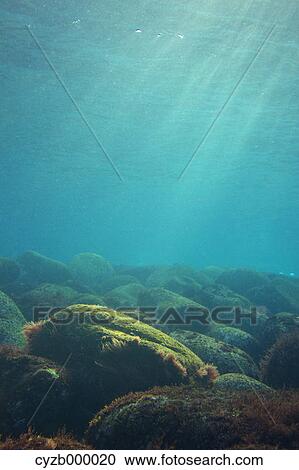 Stock Image - Underwater landscape, Izu Peninsula. Fotosearch