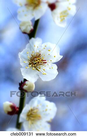 Stock Image - White plum blossoms, Osaka Prefecture. Fotosearch