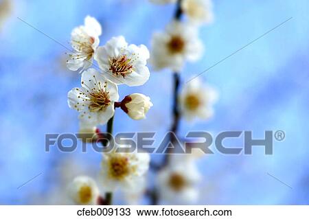 Stock Image - White plum blossoms, Osaka Prefecture. Fotosearch