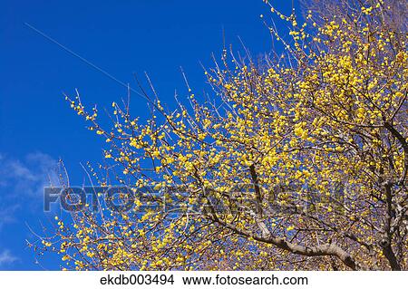 Wintersweet flowers, Saitama Prefecture View Large Photo Image Picture - Wintersweet flowers, Saitama Prefecture. Fotosearch