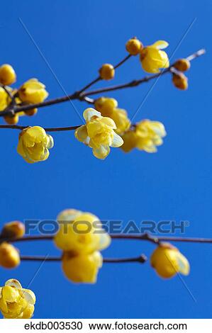 Stock Image - Wintersweet flowers, Saitama Prefecture. Fotosearch