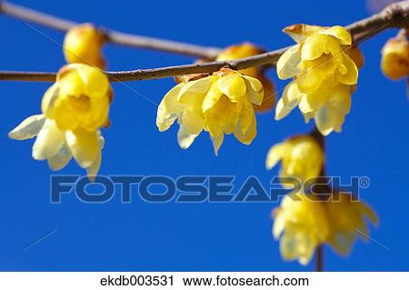 Stock Image - Wintersweet flowers, Saitama Prefecture. Fotosearch