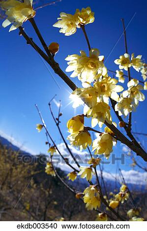 Wintersweet flowers, Saitama Prefecture View Large Photo Image Stock Image - Wintersweet flowers, Saitama Prefecture. Fotosearch