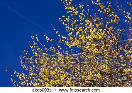 Wintersweet flowers, Saitama Prefecture View Large Photo Image Stock Photo - Wintersweet flowers, Saitama Prefecture. Fotosearch