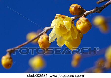 Wintersweet flowers, Saitama Prefecture View Large Photo Image Stock Photography - Wintersweet flowers, Saitama Prefecture. Fotosearch