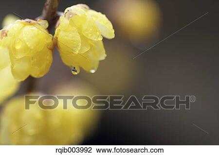 Wintersweet flowers View Large Photo Image Stock Image - Wintersweet flowers. Fotosearch