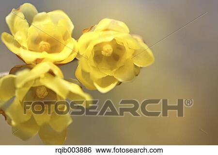 Wintersweet flowers View Large Photo Image Stock Photograph - Wintersweet flowers. Fotosearch