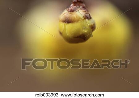 Wintersweet View Large Photo Image Stock Image - Wintersweet. Fotosearch