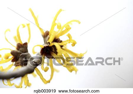Stock Photo - Witch hazel. Fotosearch
