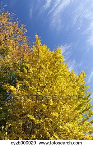 Yellow leaves and sky, Shizuoka Prefecture View Large Photo Image Stock Photo - Yellow leaves and sky, Shizuoka Prefecture. Fotosearch