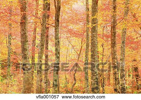 Yellow leaves View Large Photo Image Stock Photo - Yellow leaves. Fotosearch