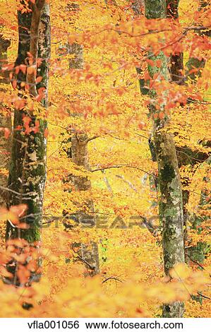 Yellow leaves View Large Photo Image Stock Photograph - Yellow leaves. Fotosearch