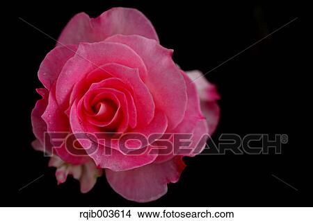 Picture - Yellow rose. Fotosearch