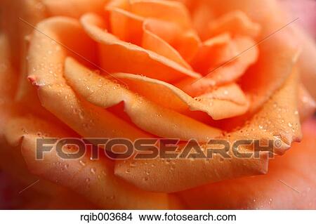 Picture - Yellow rose. Fotosearch