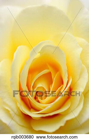 Yellow rose View Large Photo Image Stock Image - Yellow rose. Fotosearch