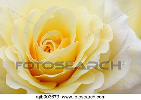 Yellow rose View Large Photo Image Stock Photo - Yellow rose. Fotosearch