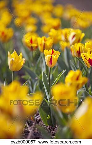 Stock Photo - Yellow tulips. Fotosearch