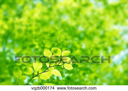 Young leaves View Large Photo Image Picture - Young leaves. Fotosearch