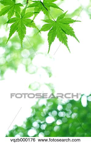 Young leaves View Large Photo Image Stock Photograph - Young leaves. Fotosearch