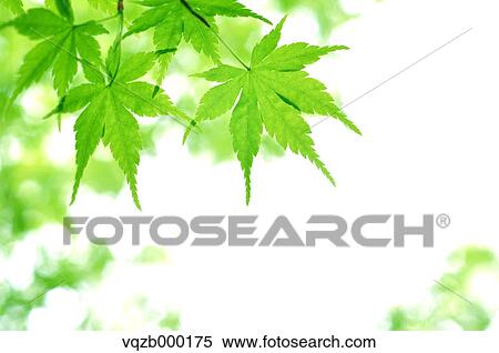 Young leaves View Large Photo Image Stock Photography - Young leaves. Fotosearch