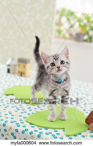 American Shorthair View Large Photo Image Picture - American Shorthair. Fotosearch
