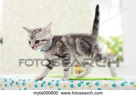 American Shorthair View Large Photo Image Stock Image - American Shorthair. Fotosearch